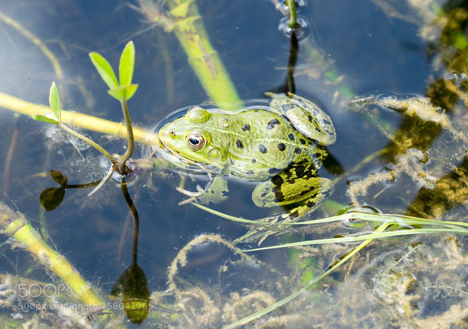 Nikon D3300 sample photo. Frog photography