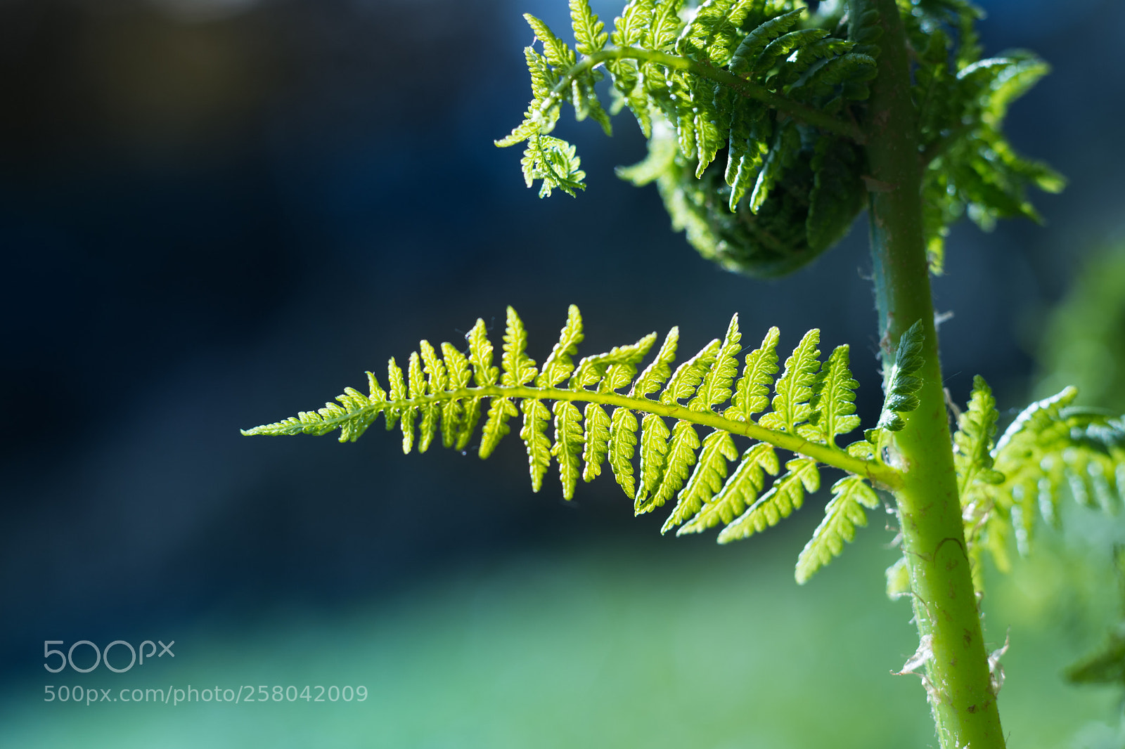 Nikon D7200 sample photo. Fern in the light photography