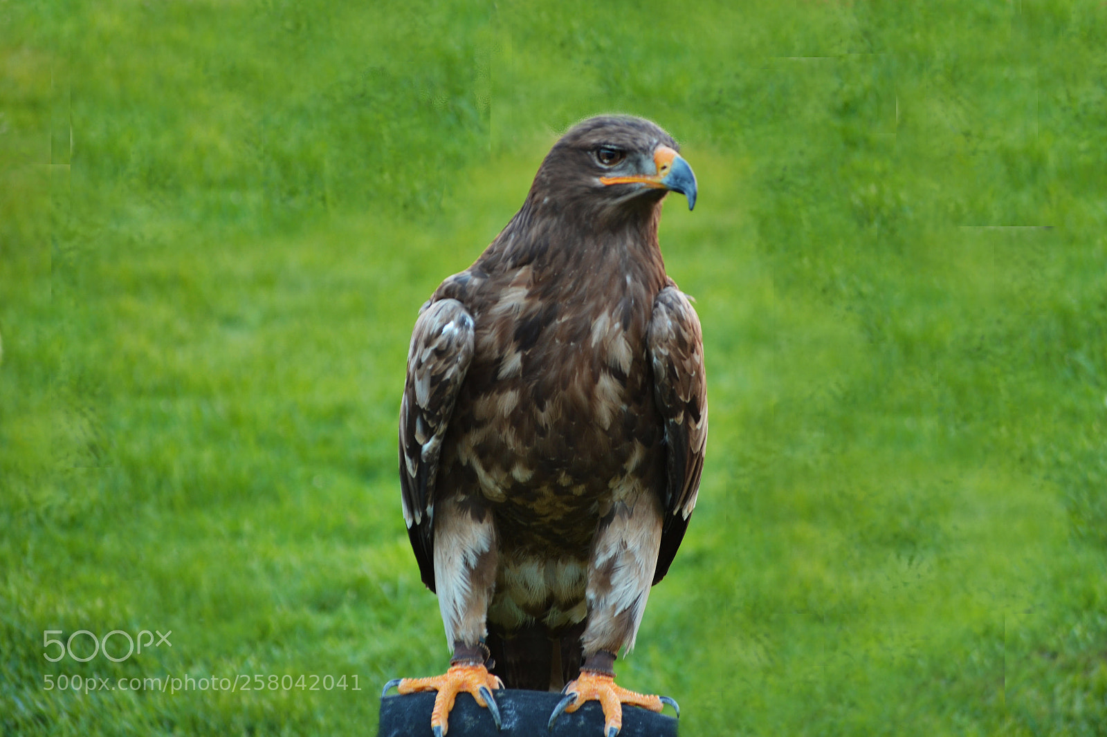 Nikon D3100 sample photo. Aguila. eagle photography