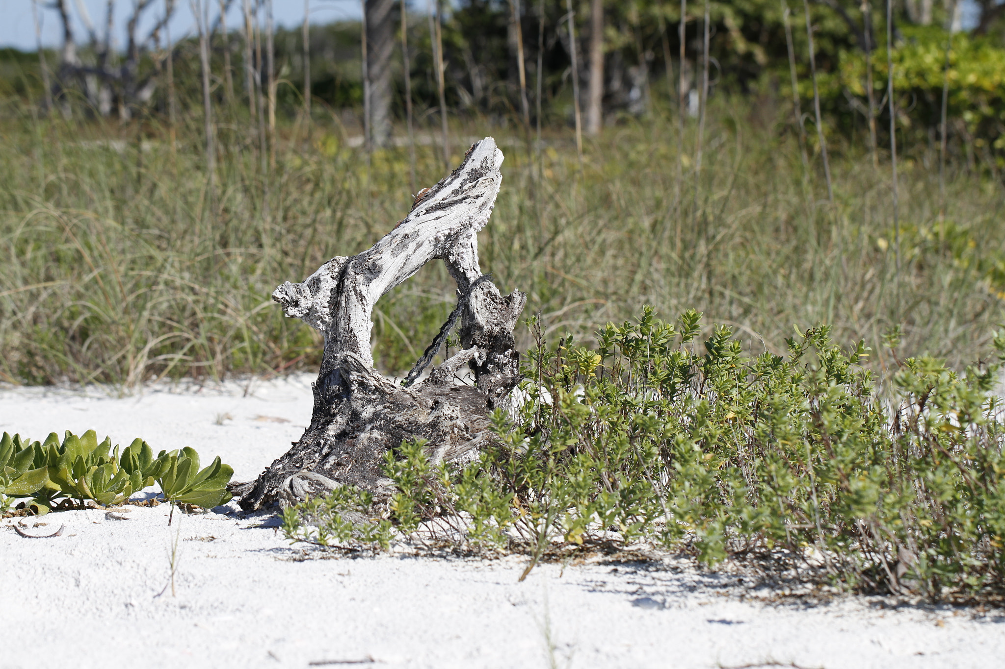 Canon EF 100mm F2.8L Macro IS USM sample photo. Driftwood and plants found at the edge of a beach with grass in the background photography