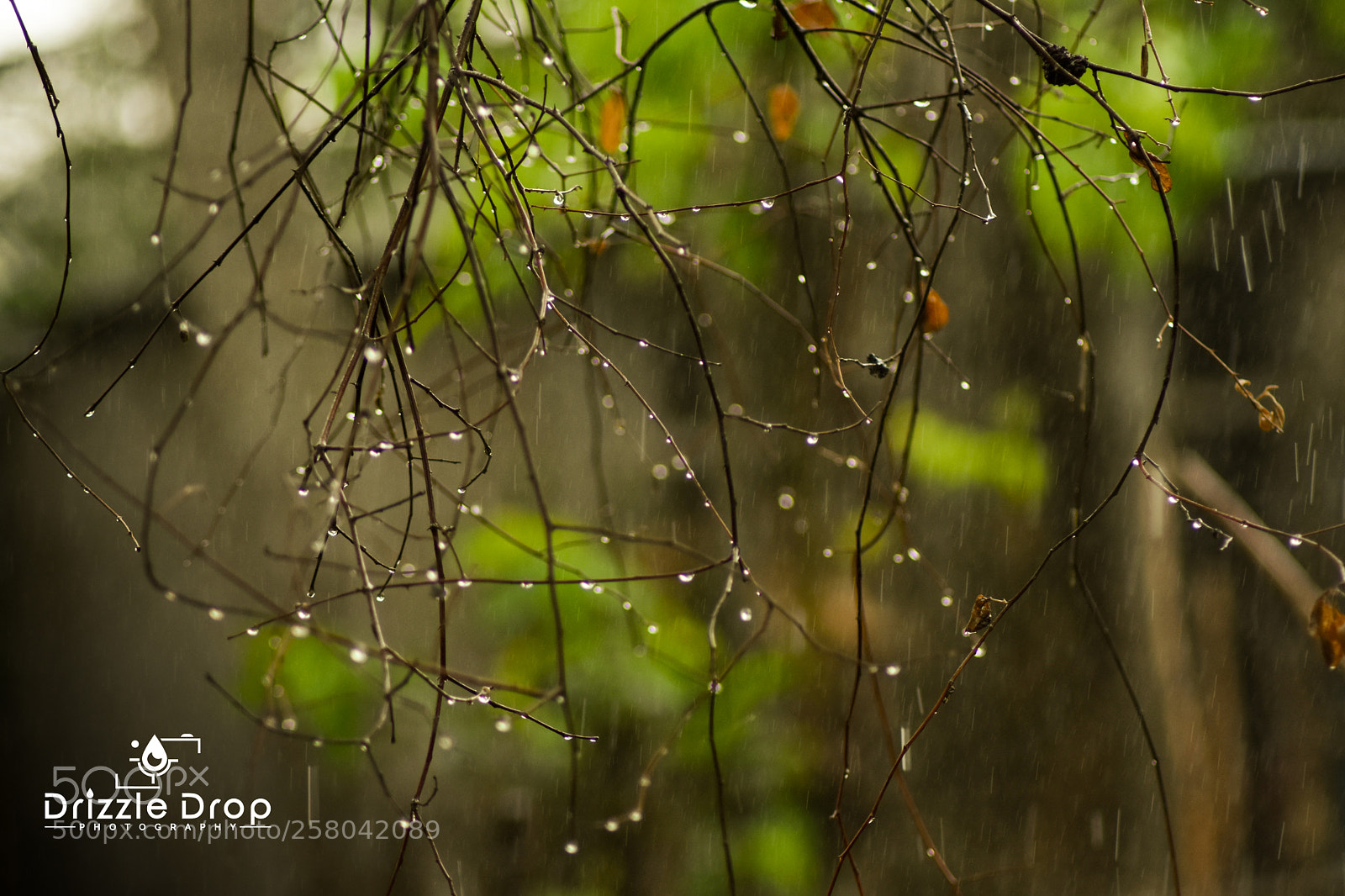 Nikon D7200 sample photo. Rain day photography