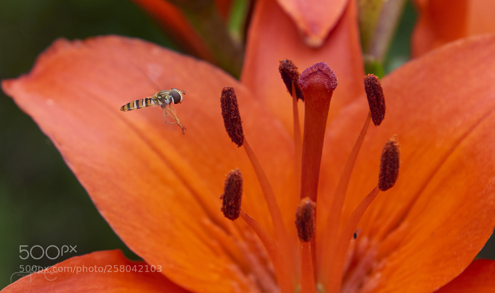 Nikon D800 sample photo. I'm coming photography