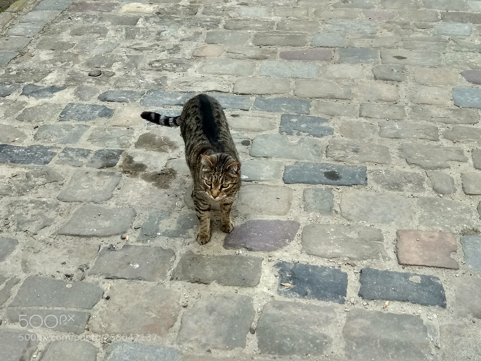 Xiaomi Redmi Note 4 sample photo. Cat #2 photography