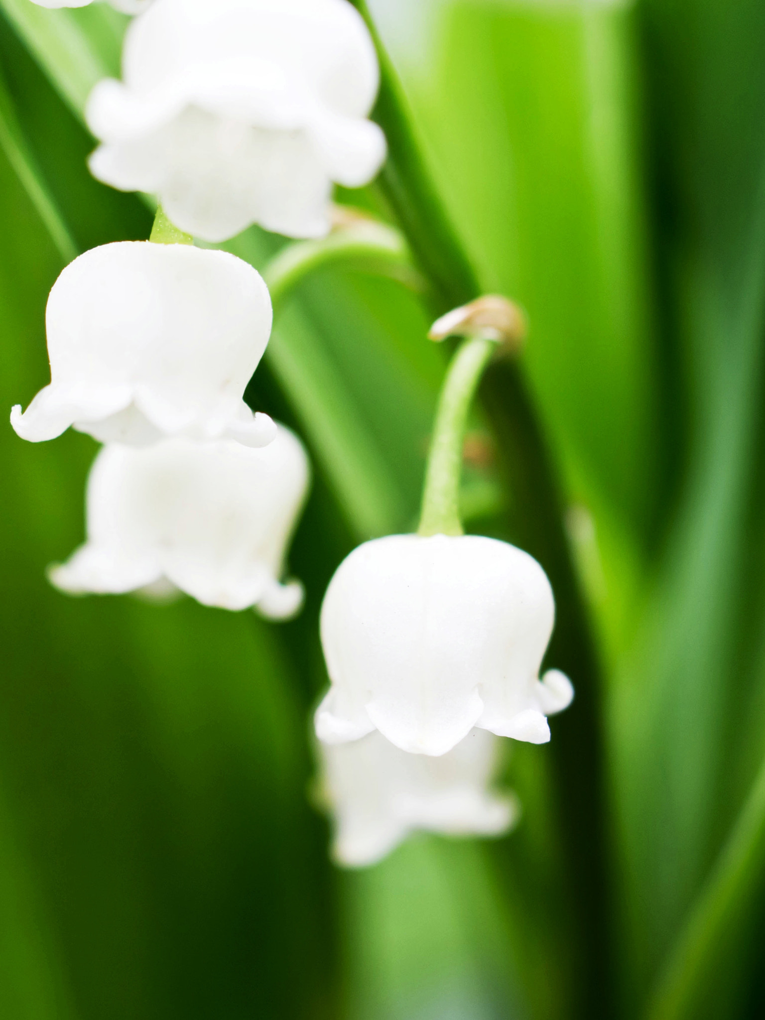 Olympus PEN E-P5 sample photo. Lily of the valley photography