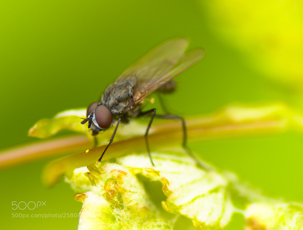 Nikon D5600 sample photo. Mouche photography