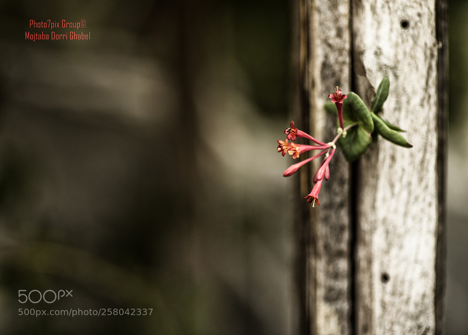 Nikon D810 sample photo. Little flower photography