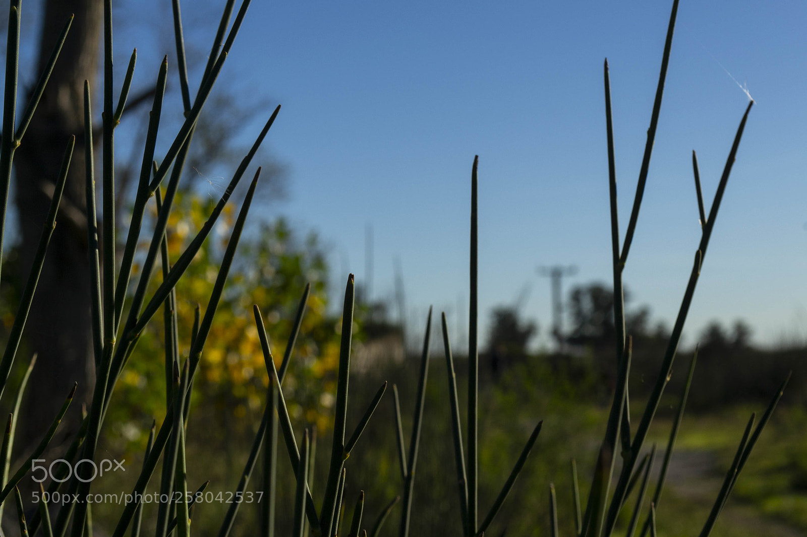 Nikon D3100 sample photo. A lo lejos photography