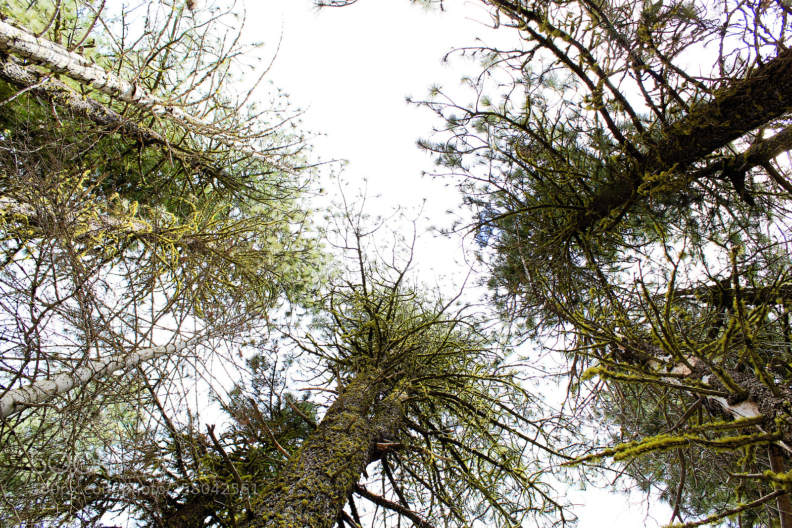 Canon EOS 1300D (EOS Rebel T6 / EOS Kiss X80) sample photo. Trees photography