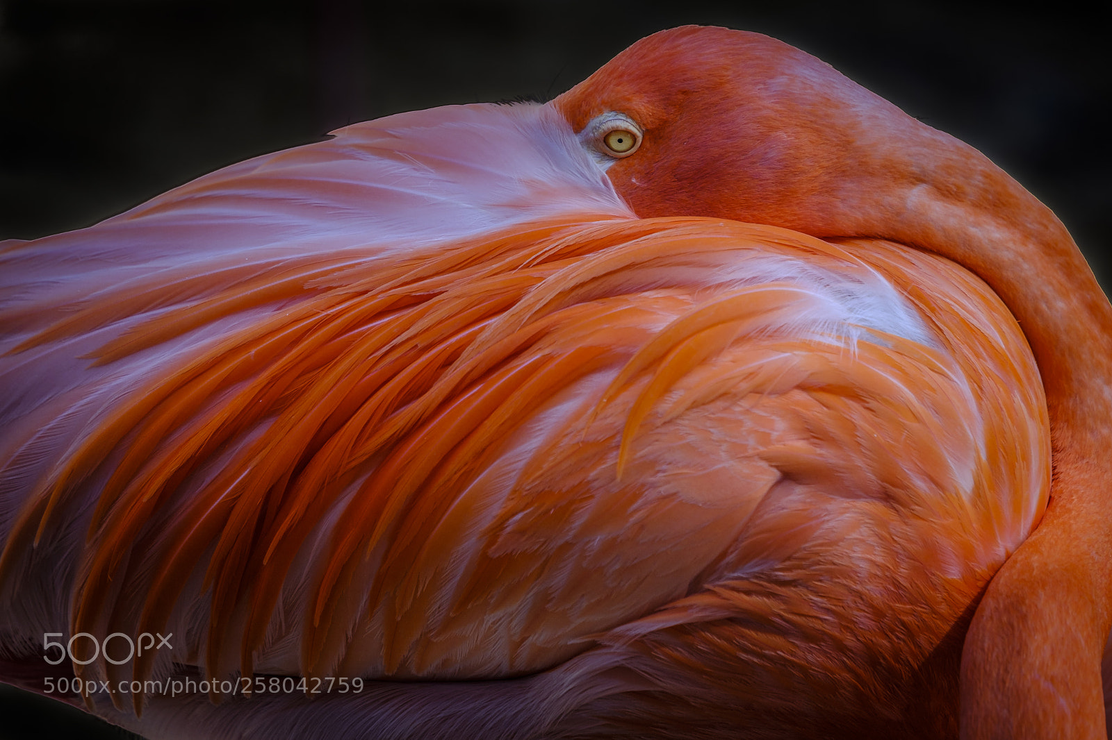 Fujifilm X-T2 sample photo. Resting flamingo photography