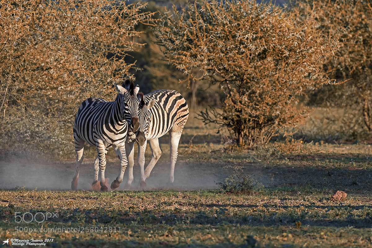 Nikon D5 sample photo. Zebre equus zebra photography