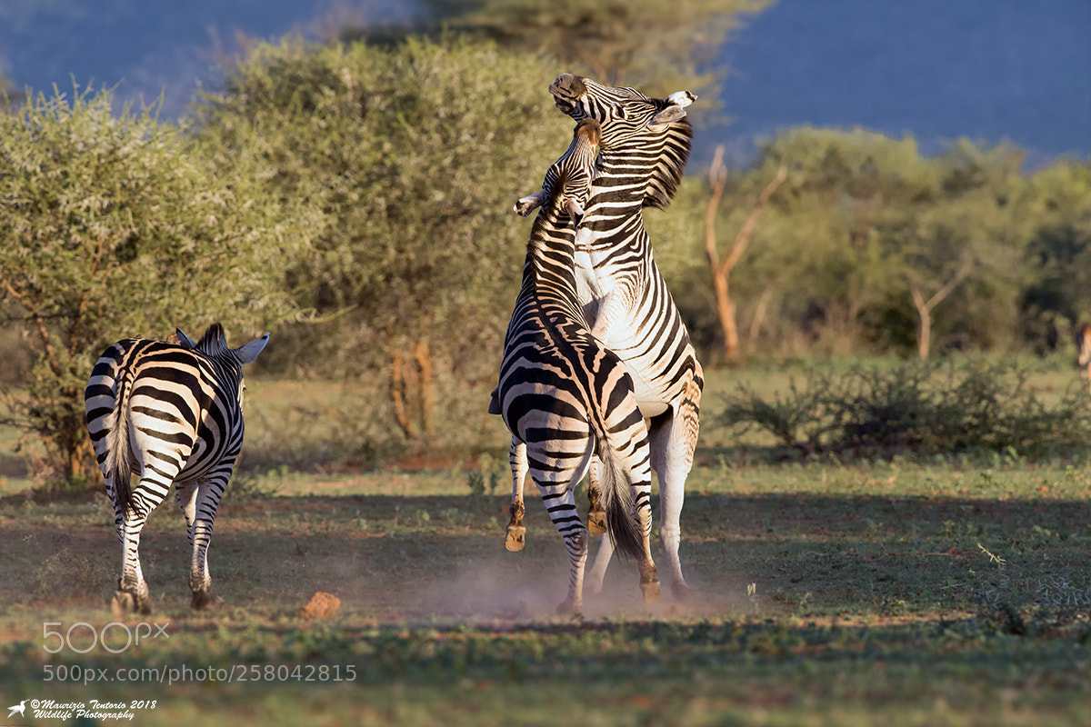 Nikon D5 sample photo. Zebra equus zebra photography