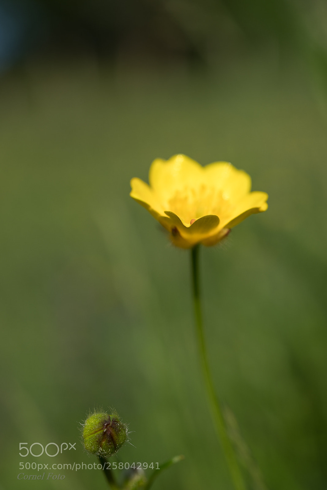 Pentax K-1 sample photo. Imgp4715-3.jpg photography