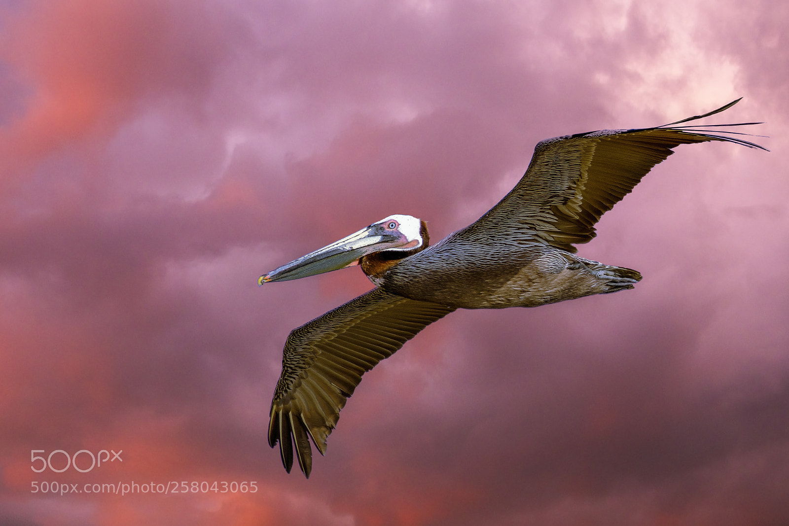 Fujifilm X-T2 sample photo. Pelican over sunset cliffs photography