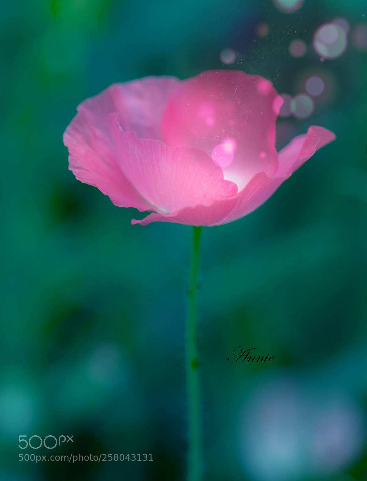 Sony a7R II sample photo. Opium poppy photography