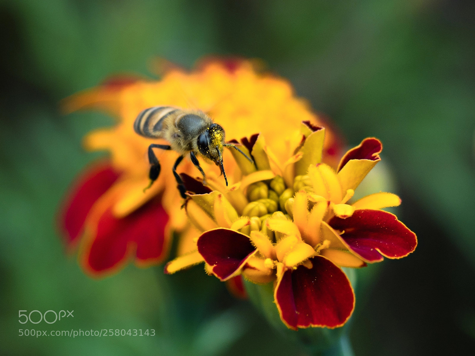 Olympus OM-D E-M5 II sample photo. A himalayan honey bee photography