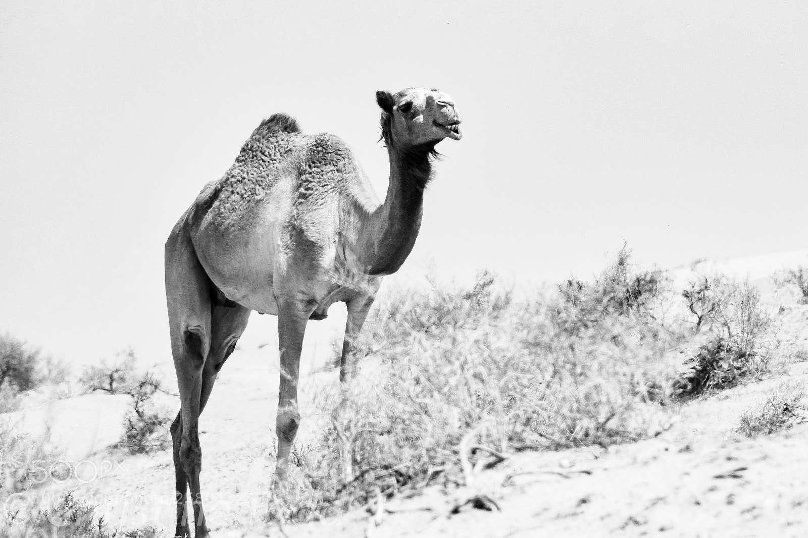 Nikon D5300 sample photo. Lone camel in the photography