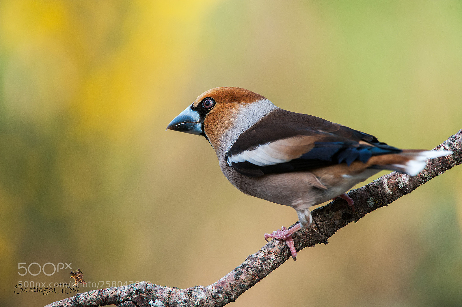 Nikon D700 sample photo. Picogordo (coccothraustes coccothraustes) photography