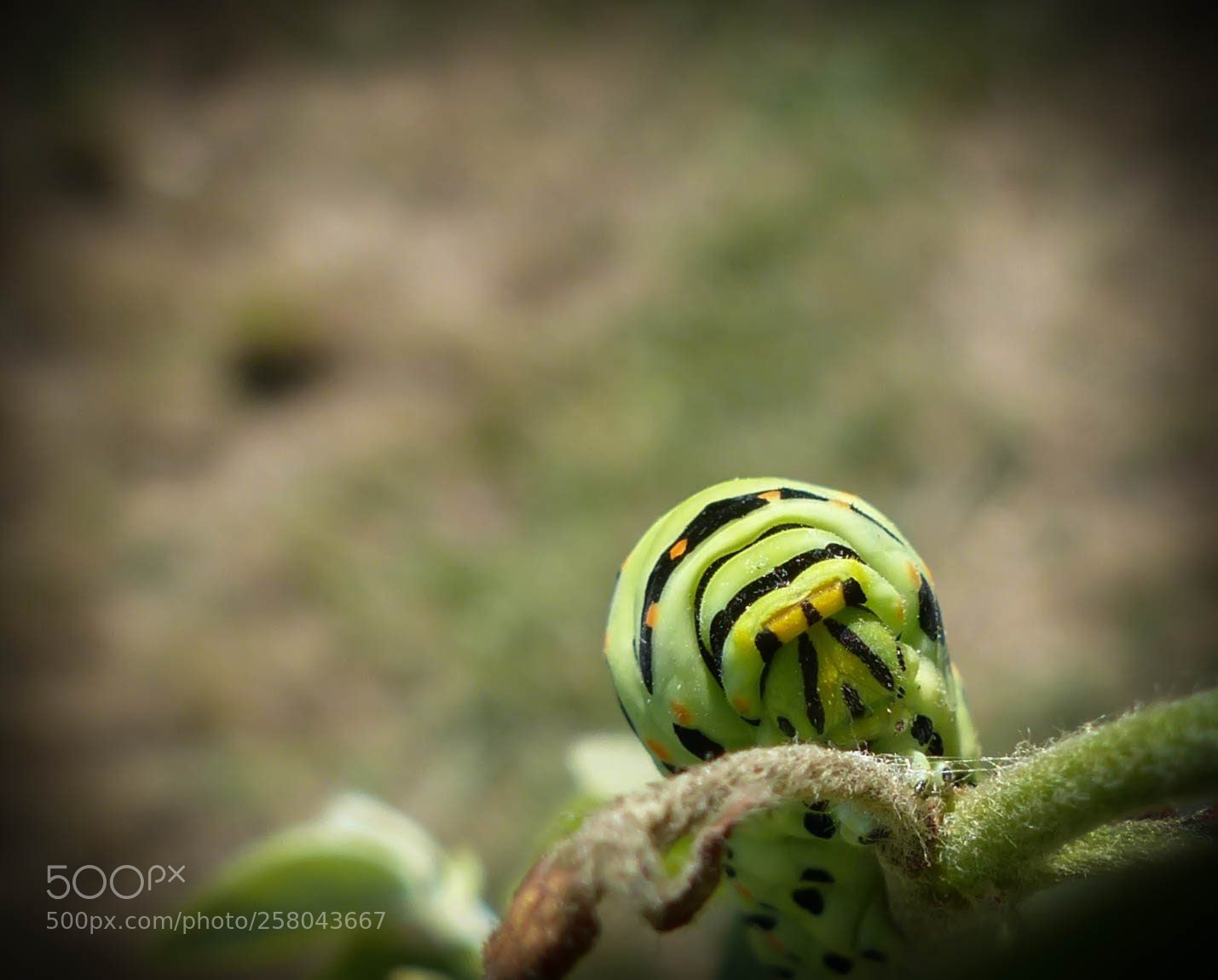 Panasonic Lumix DMC-FZ200 sample photo. Untitled photography