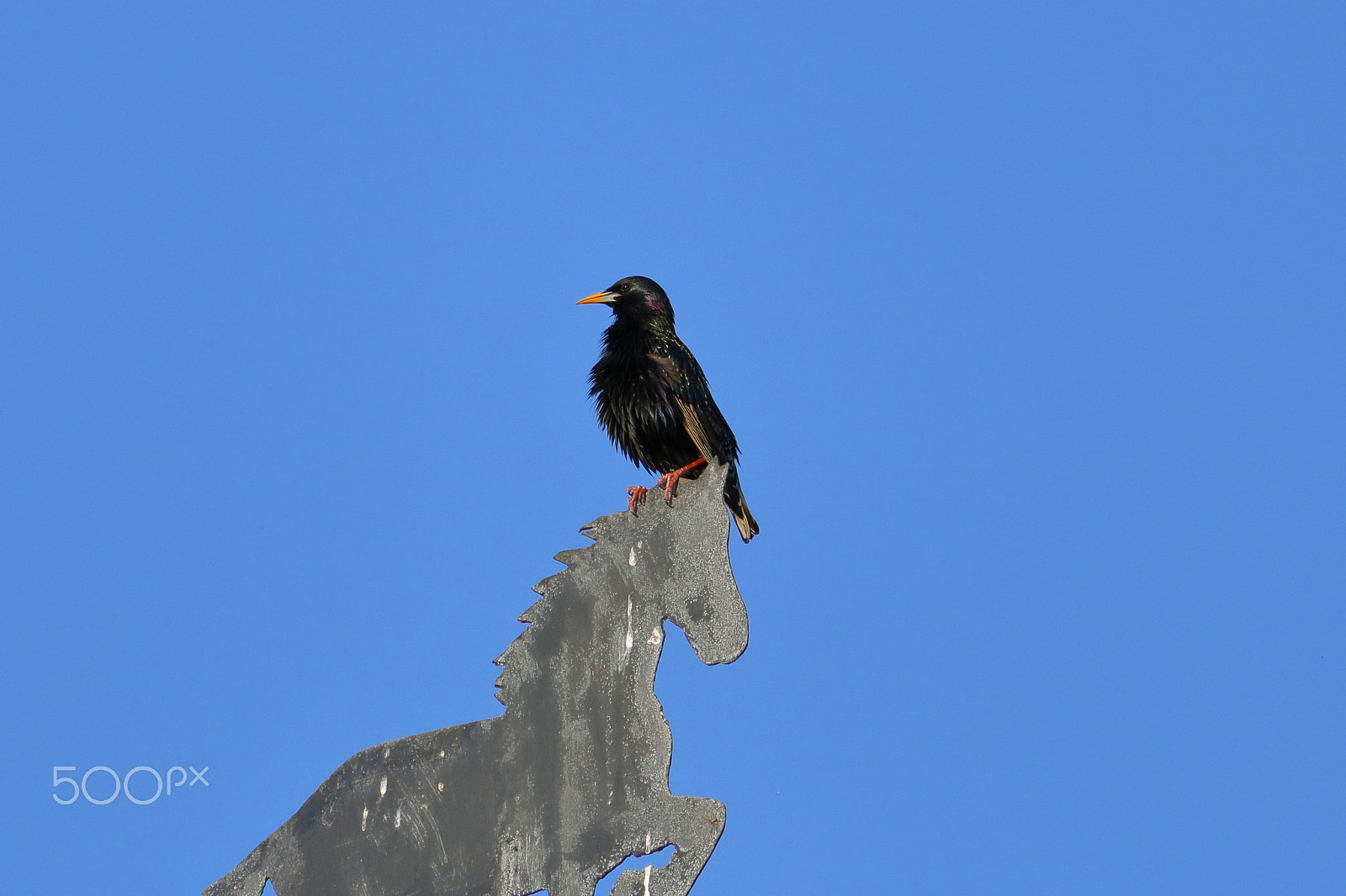 Canon EF-S 55-250mm F4-5.6 IS II sample photo. The proud starling photography