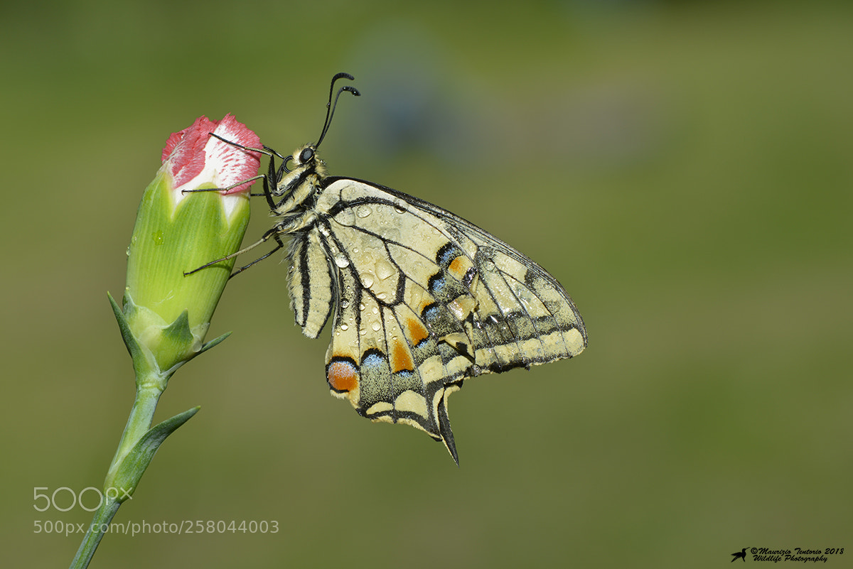 Nikon D800 sample photo. Macaone papilio machaon photography