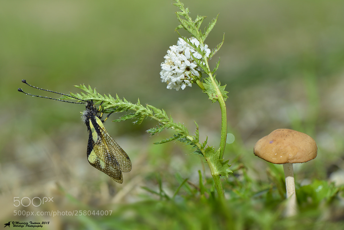 Nikon D800 sample photo. Libelloide photography