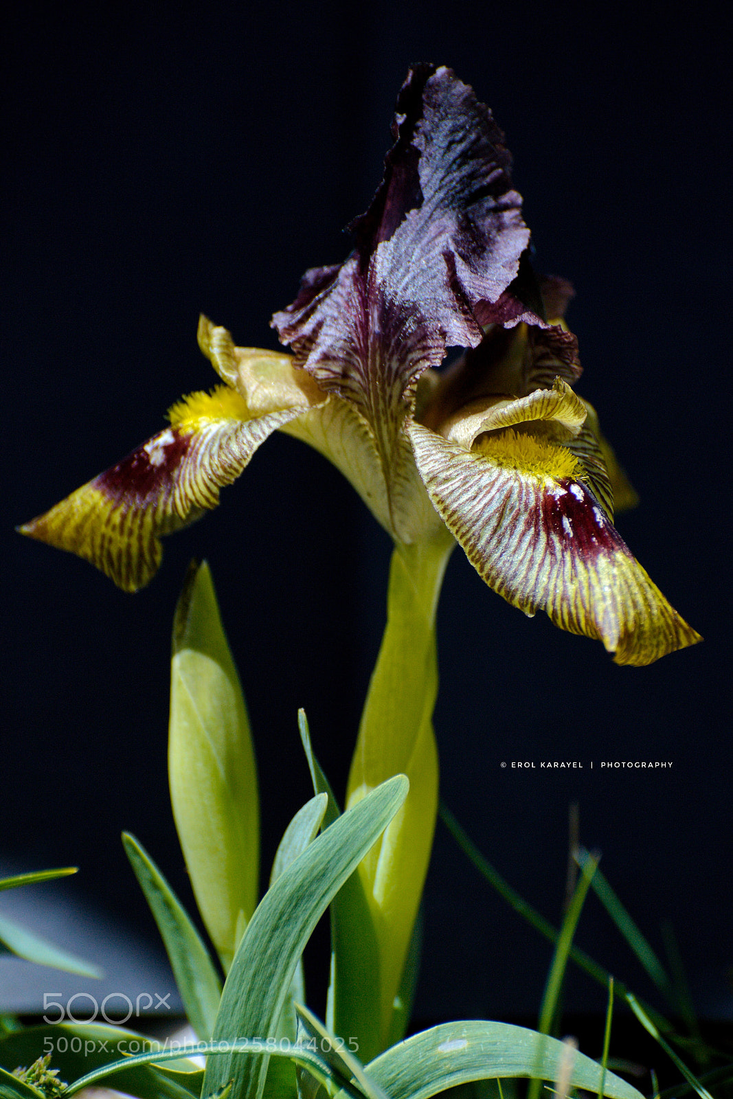 Nikon D3100 sample photo. Untitled photography