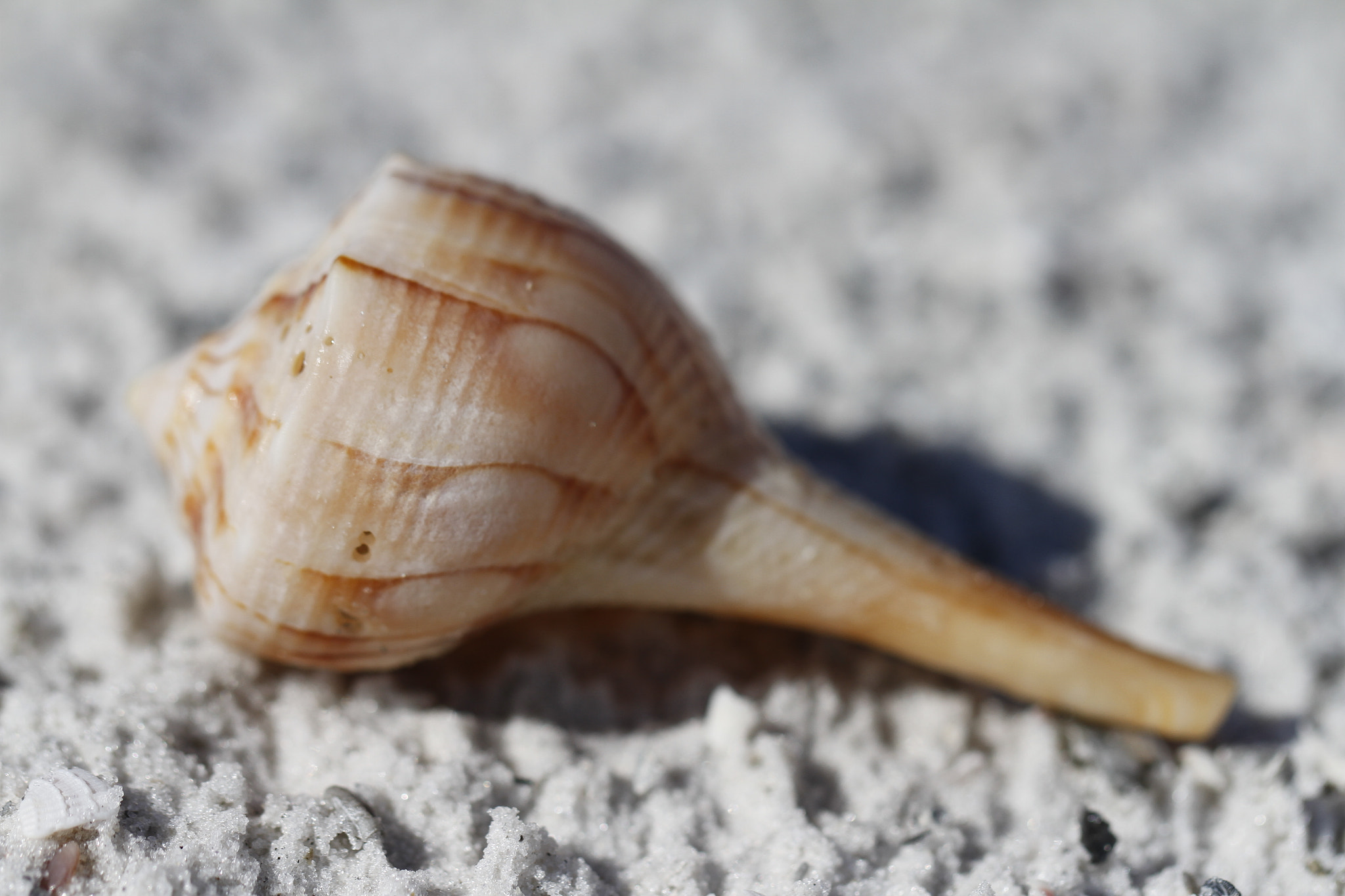 Canon EF 100mm F2.8L Macro IS USM sample photo. Lightning whelk shell, sinistrofulgur perversum, found on a beach photography