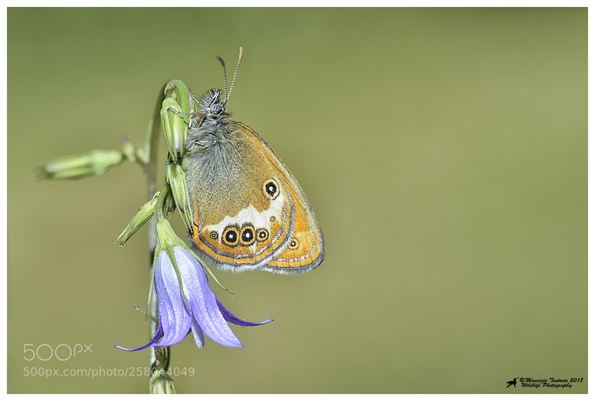 Nikon D800 sample photo. Coenonympha arcania photography