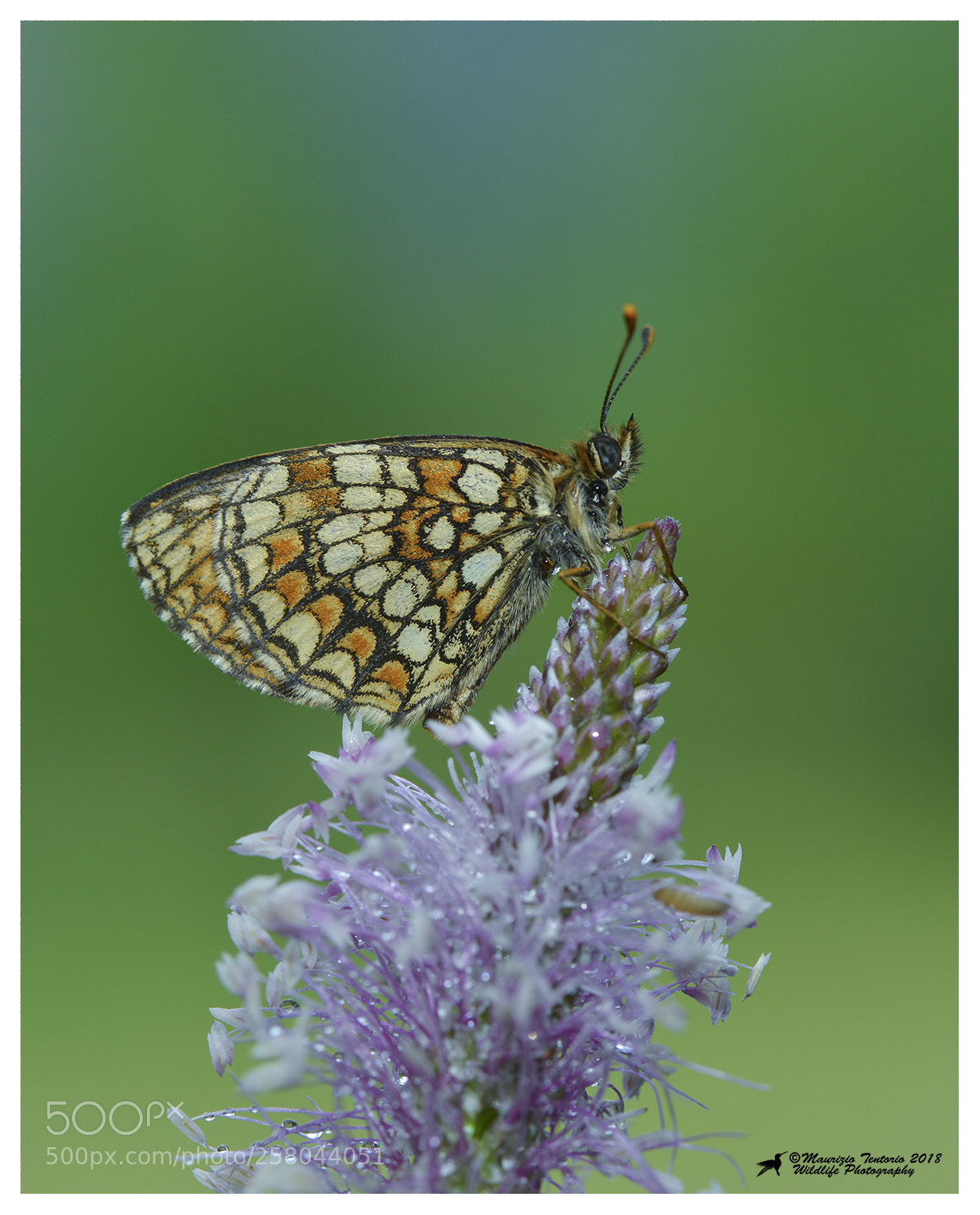 Nikon D800 sample photo. Melitaea didyma photography