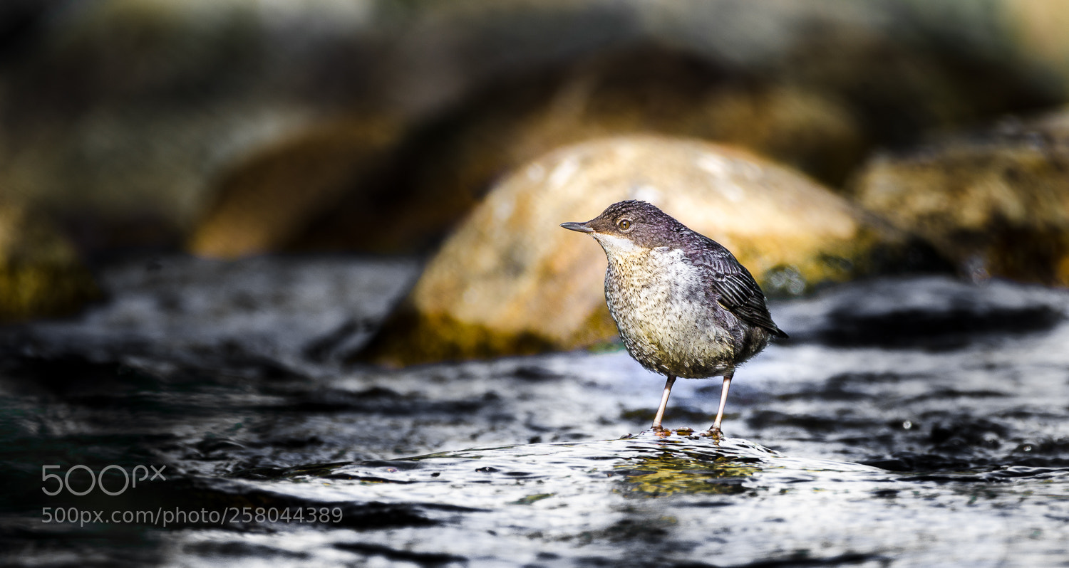 Nikon D7000 sample photo. Dipper photography