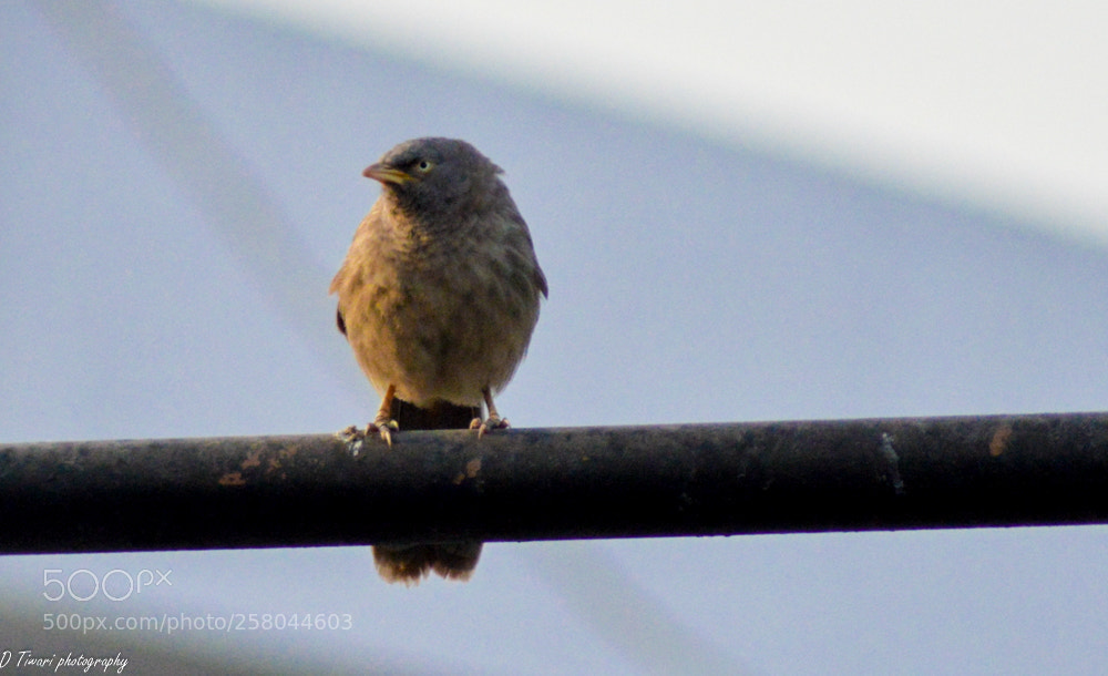 Nikon D3200 sample photo. Morning blues photography