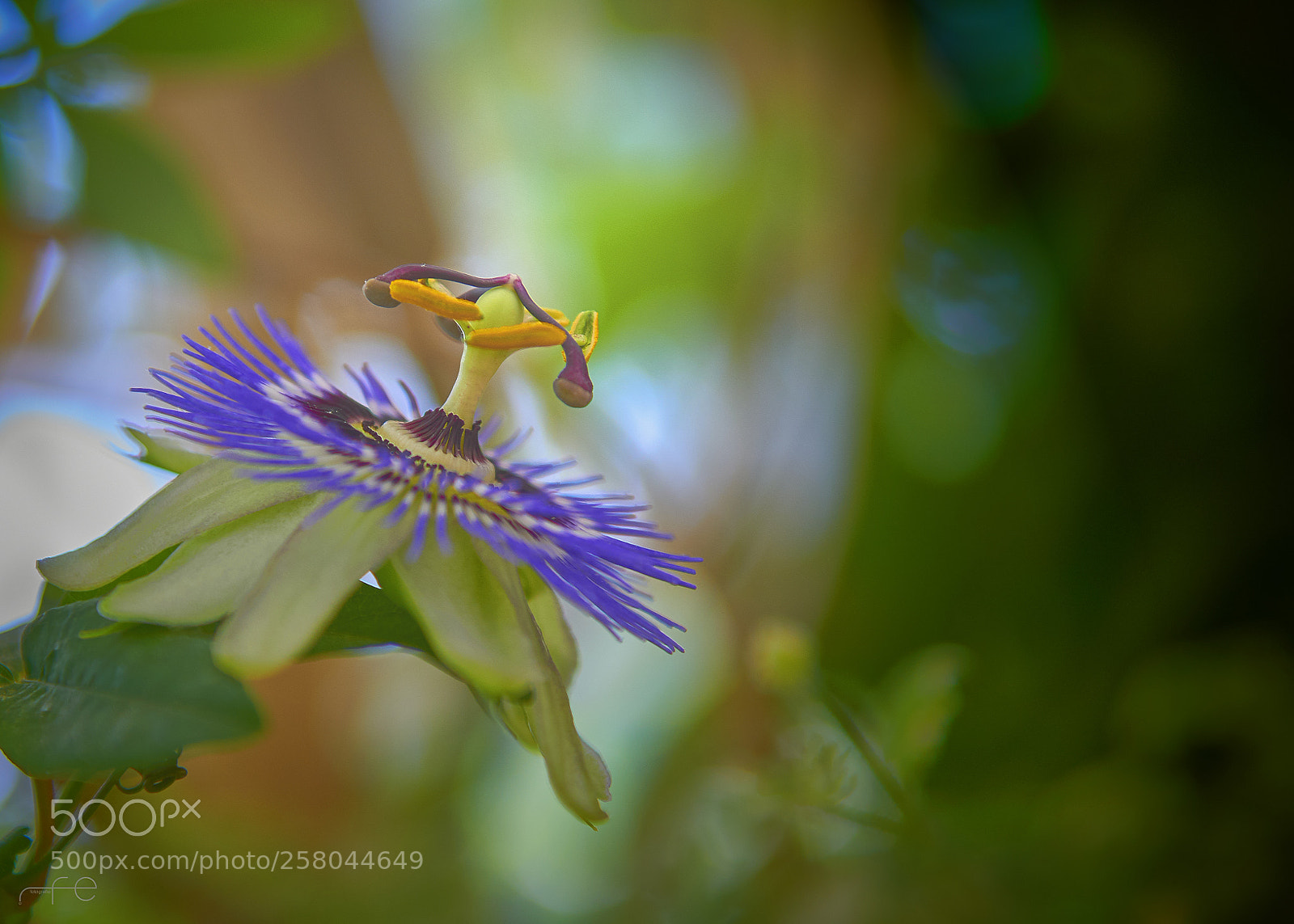 Nikon D800 sample photo. Passiflora photography