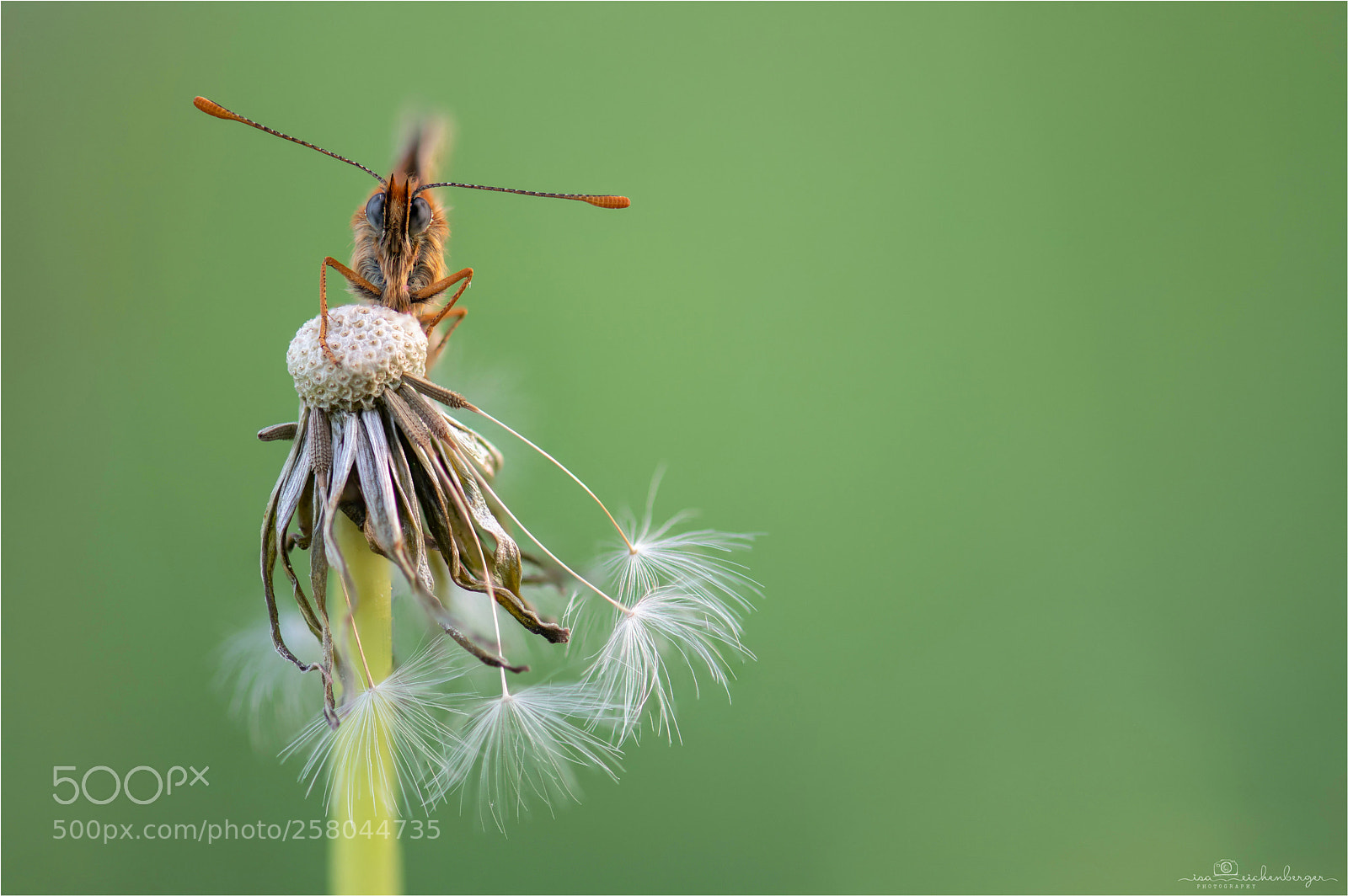 Nikon D850 sample photo. Glanville fritillary photography
