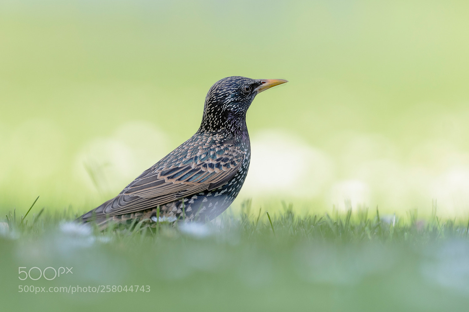 Nikon D500 sample photo. Common starling ii photography