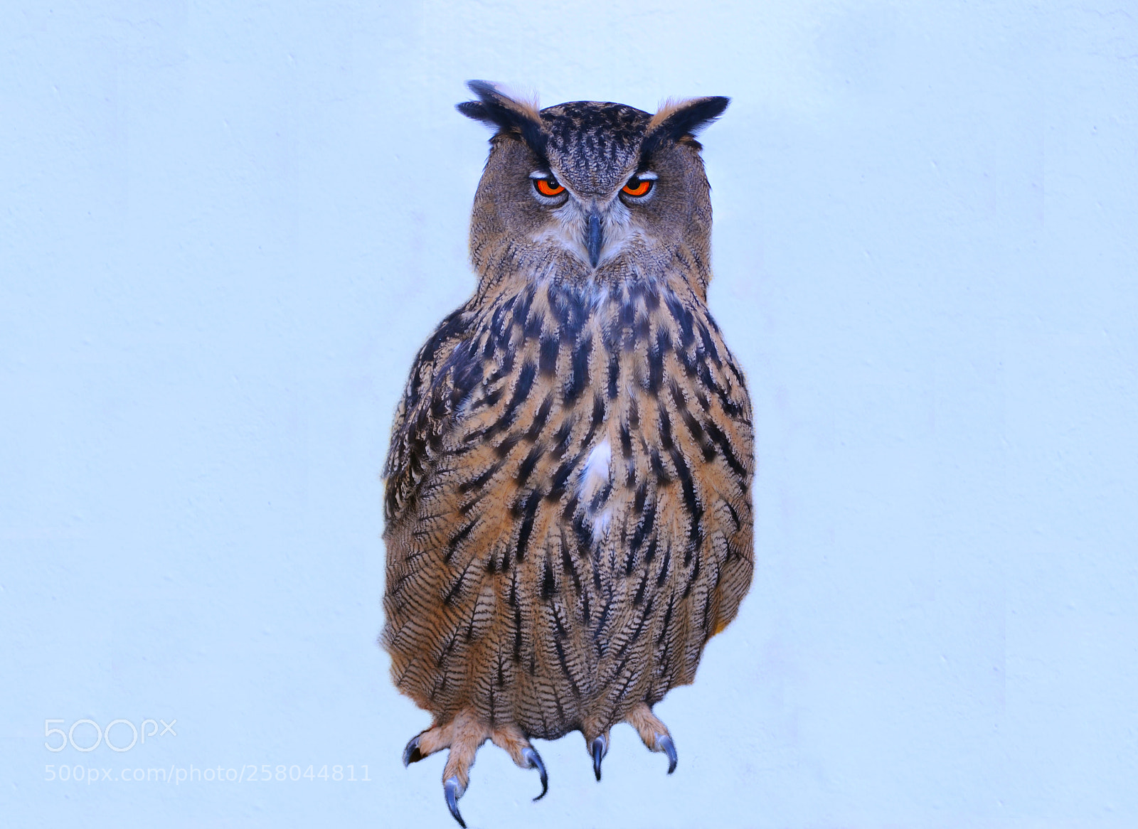 Nikon D3100 sample photo. Buho. owl photography