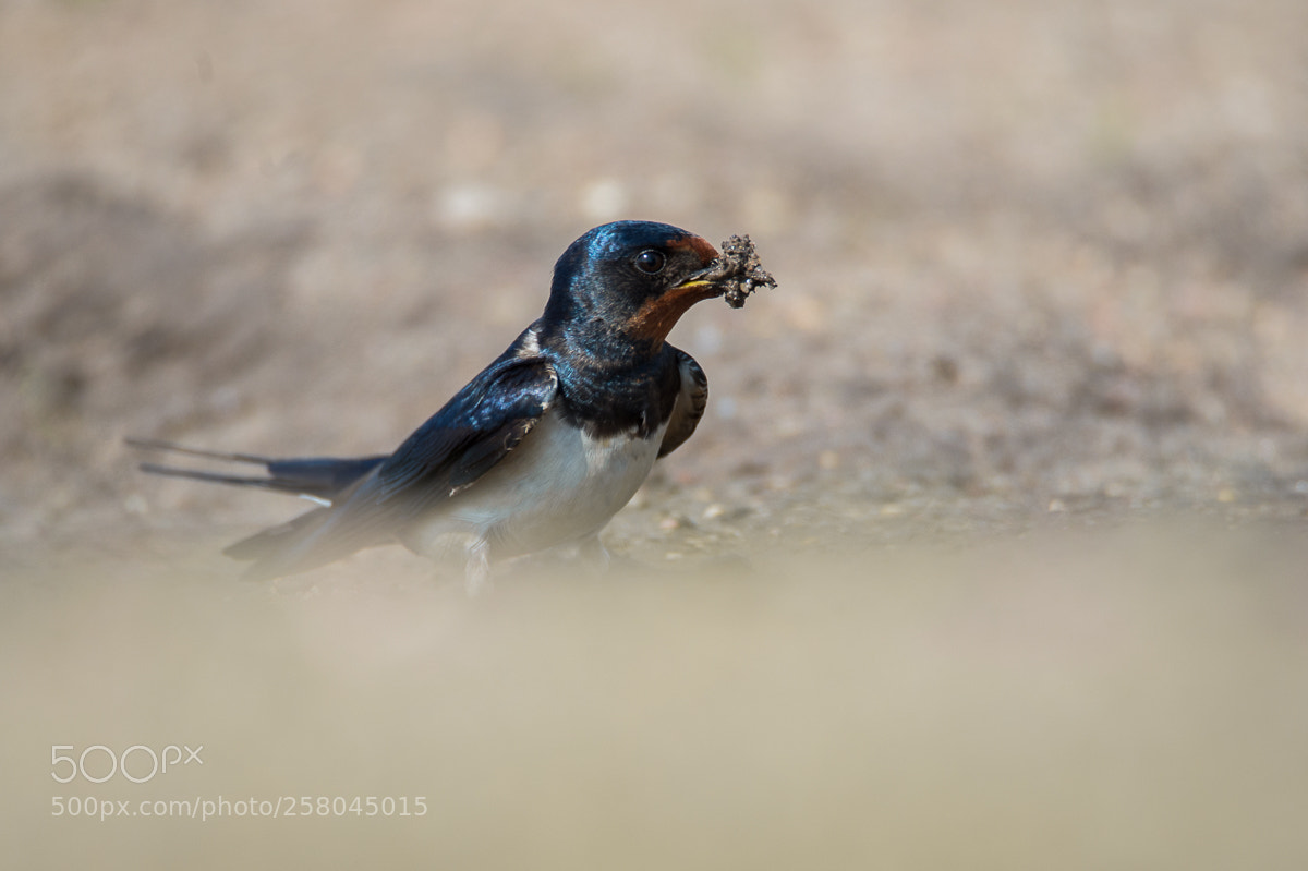 Nikon D4 sample photo. Barn swallow photography