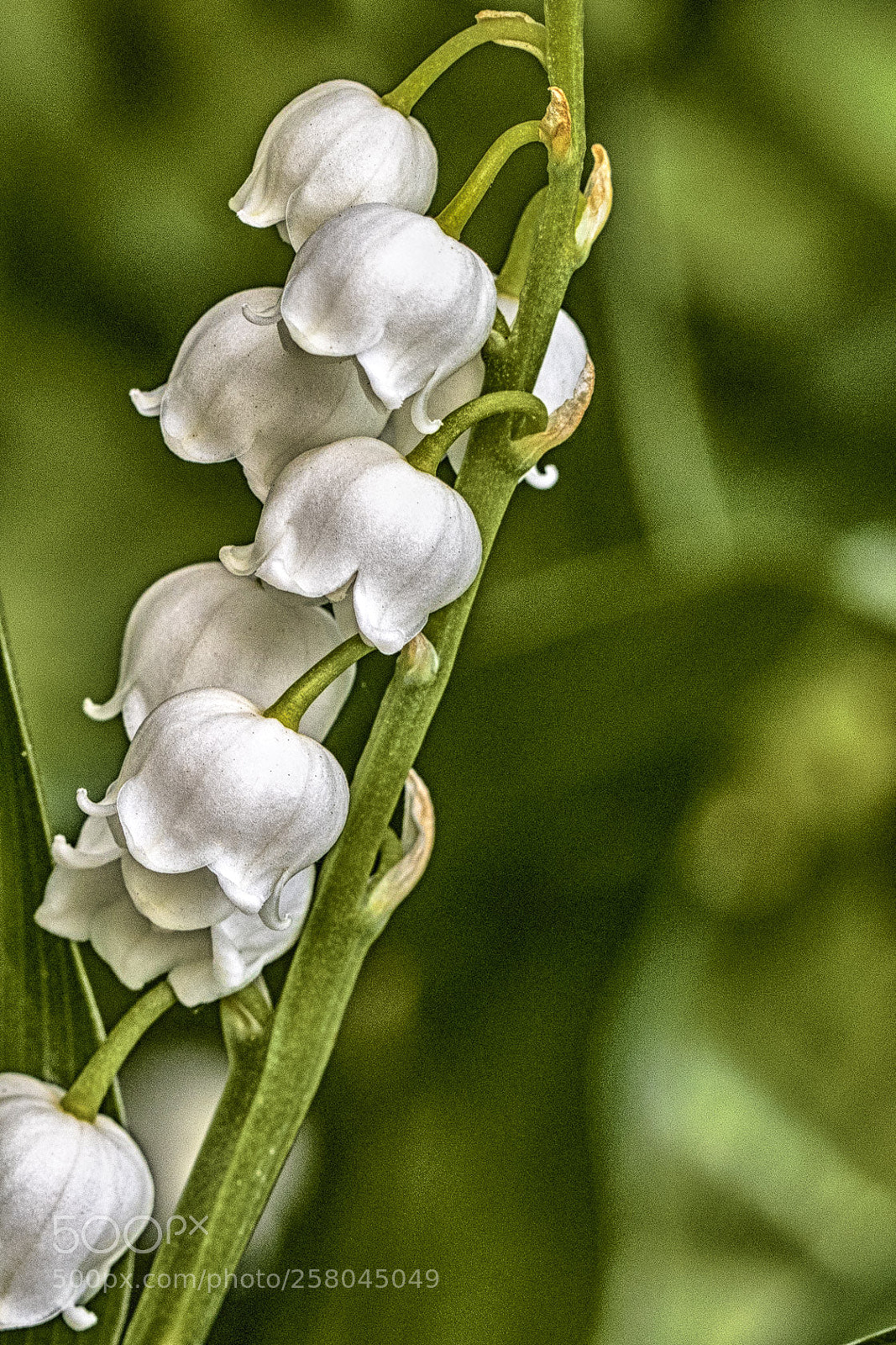 Canon EOS 7D Mark II sample photo. Convallaria majalis photography