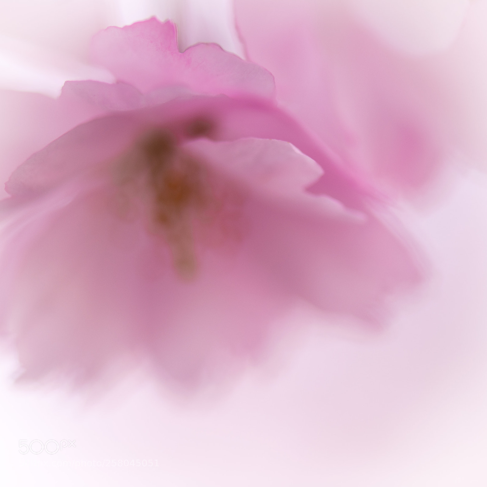 Nikon D850 sample photo. Pink petals photography