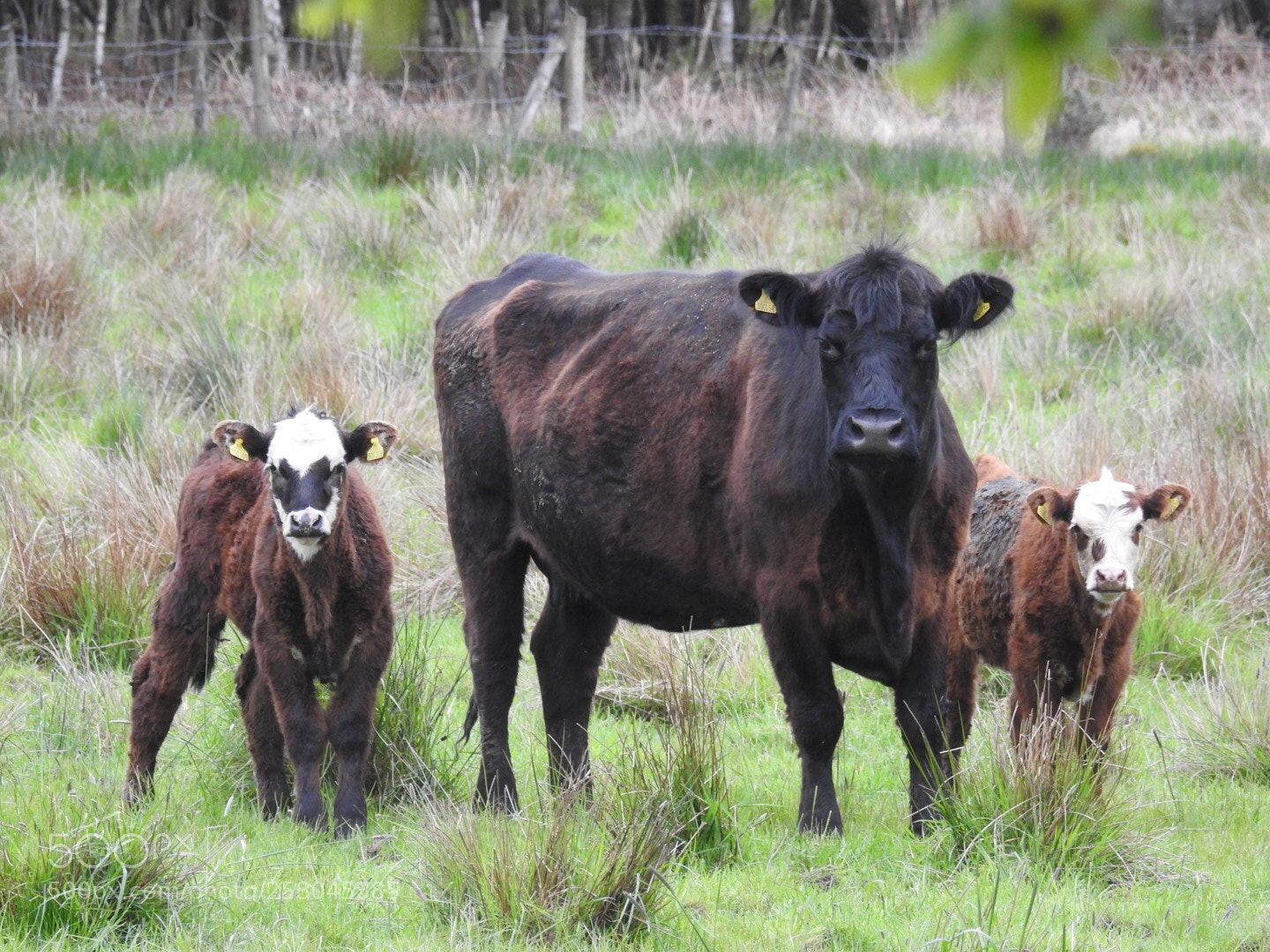 Nikon Coolpix P900 sample photo. Cow family lake district  photography
