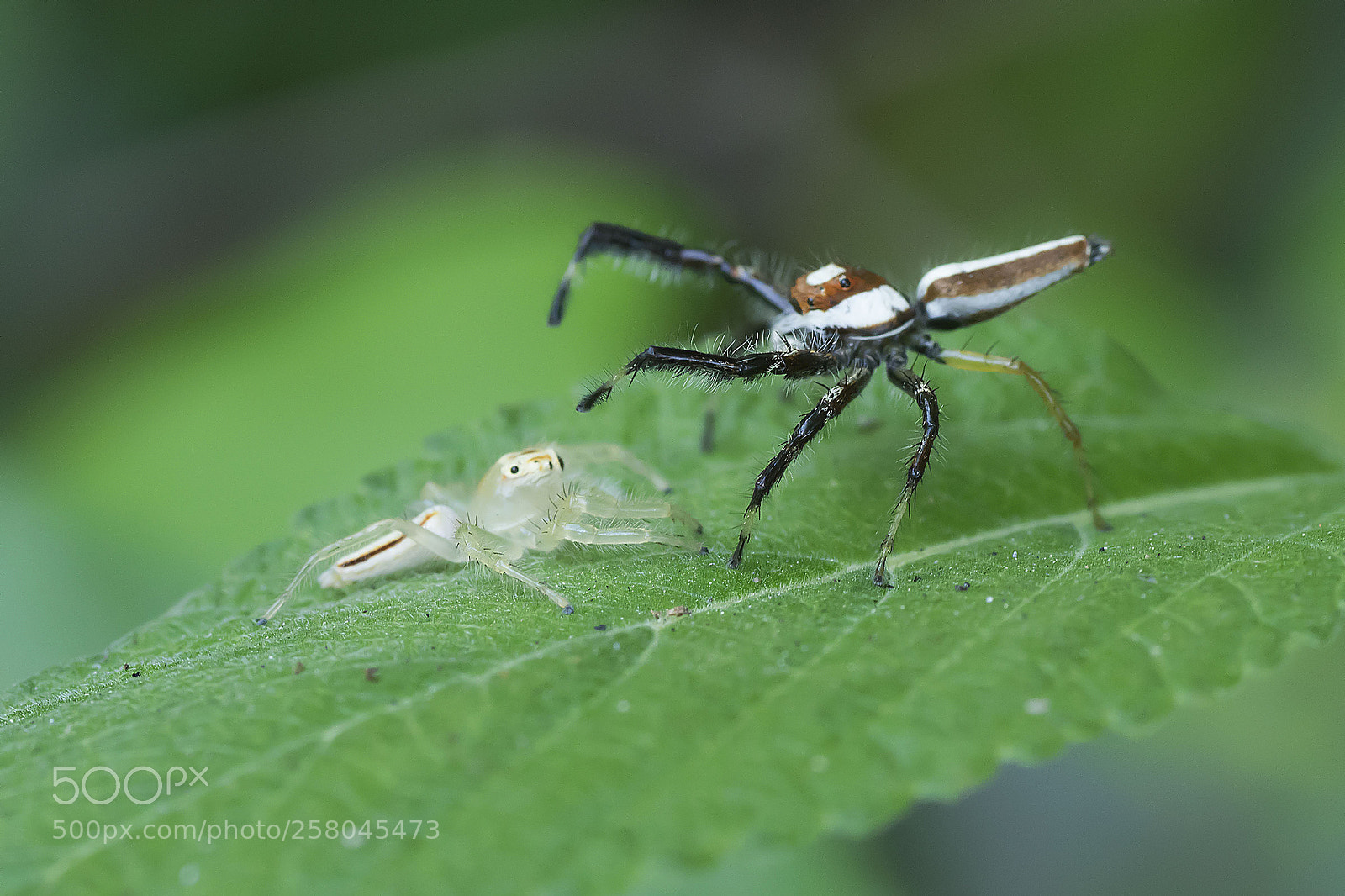 Nikon D5300 sample photo. Pre-mating dancing of male photography