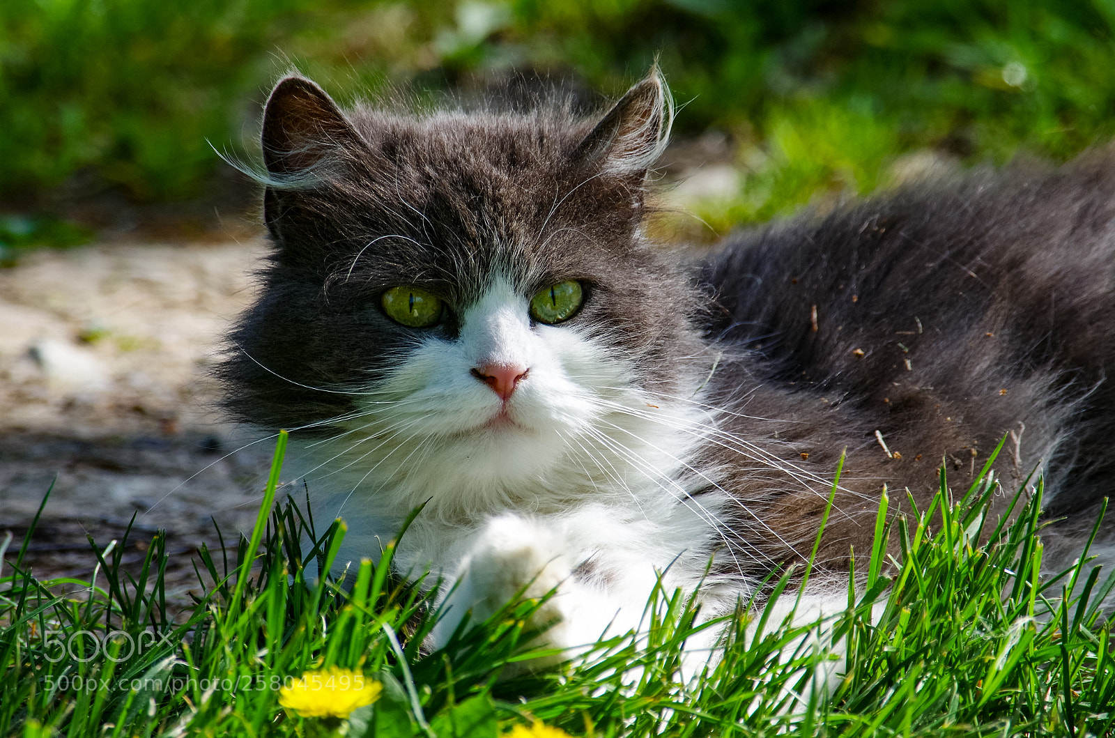 Pentax K-30 sample photo. Sunny day... photography