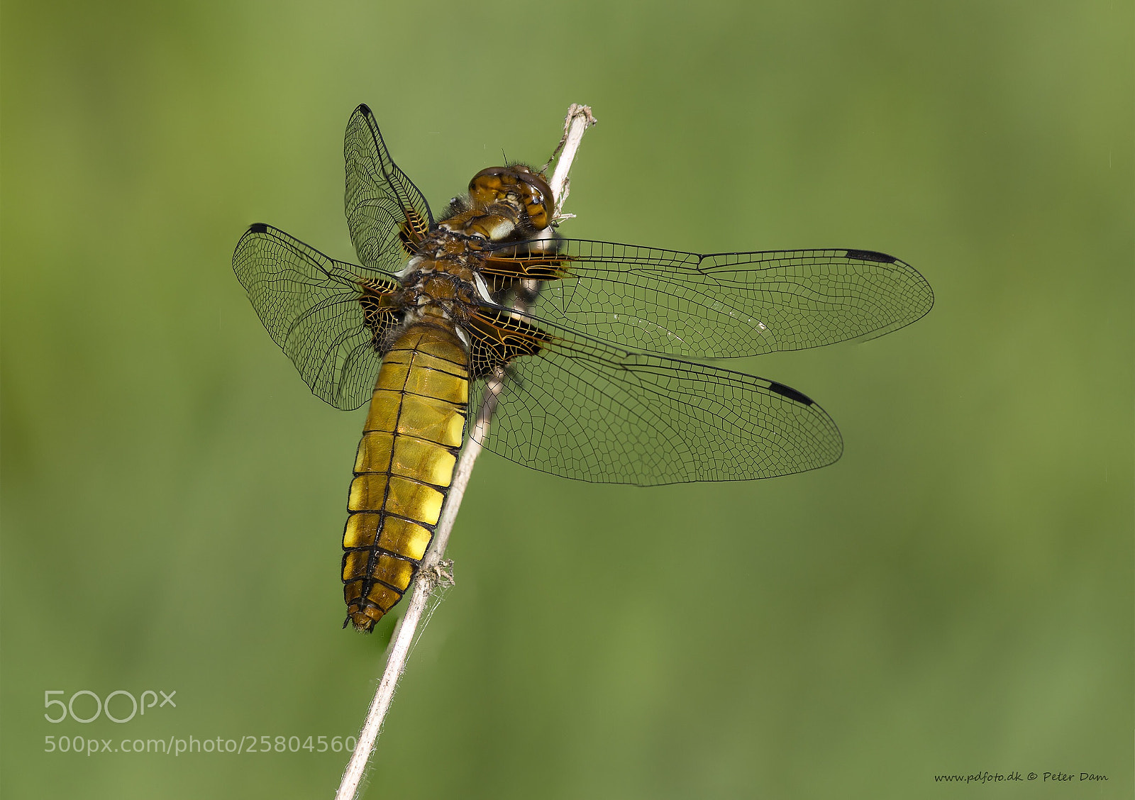 Canon EOS 6D sample photo. Broad-bodied chaser photography