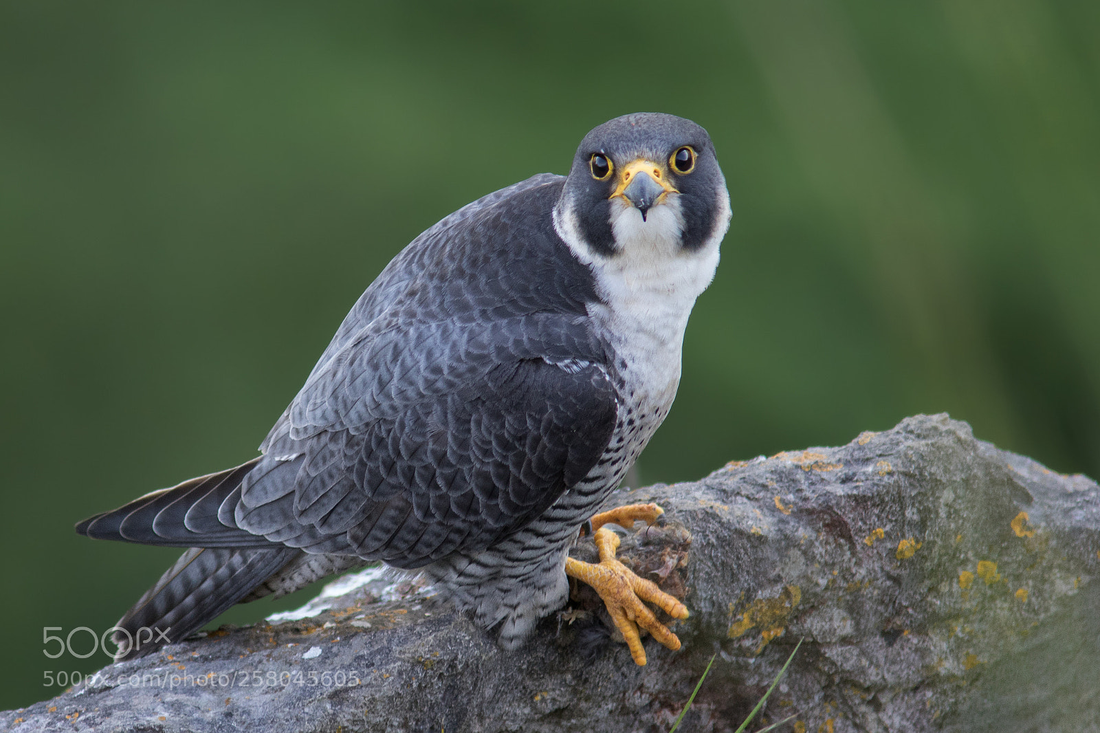 Canon EOS 7D Mark II sample photo. Peregrine falcon photography