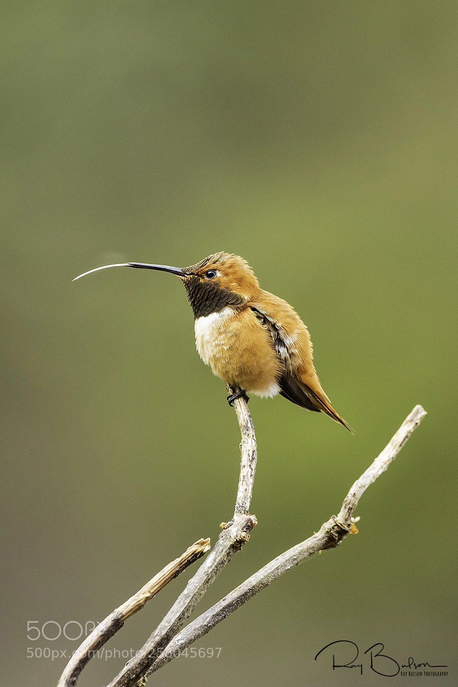 Canon EOS 5D Mark IV sample photo. Rufous hummingbird tongue photography