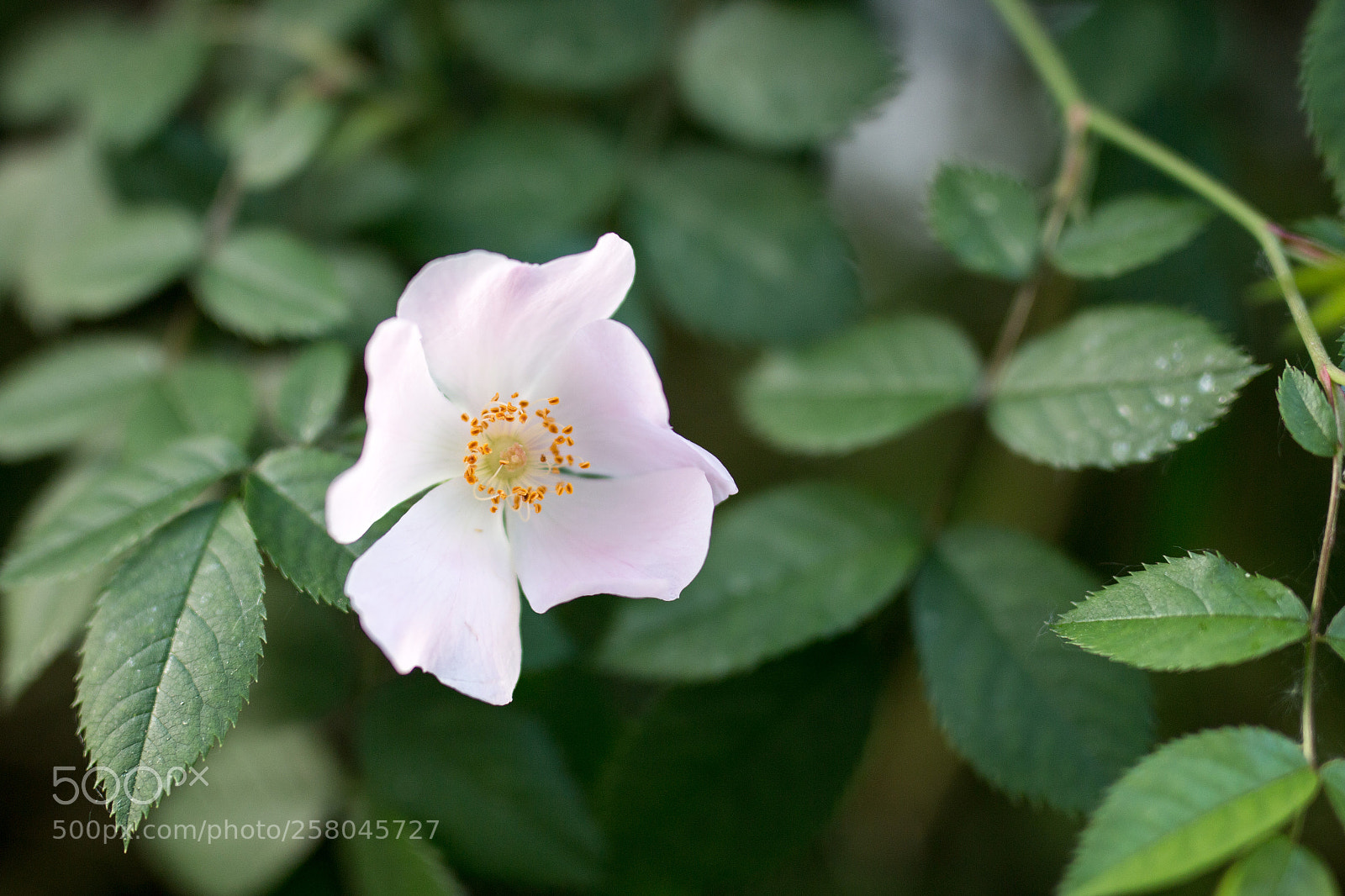 Canon EOS 70D sample photo. Blume photography