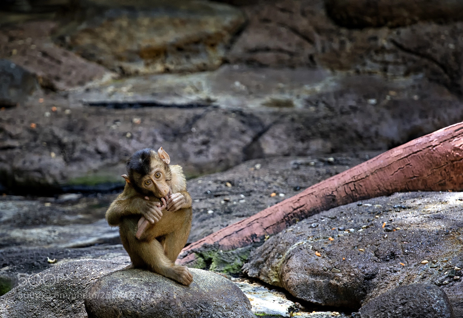 Canon EOS 6D sample photo. Macaca nemestrina photography