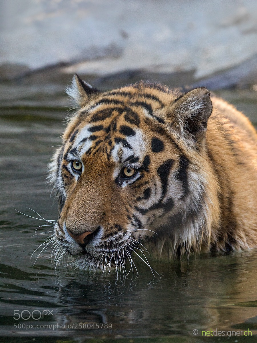 Canon EOS 5D Mark IV sample photo. Amur tiger photography