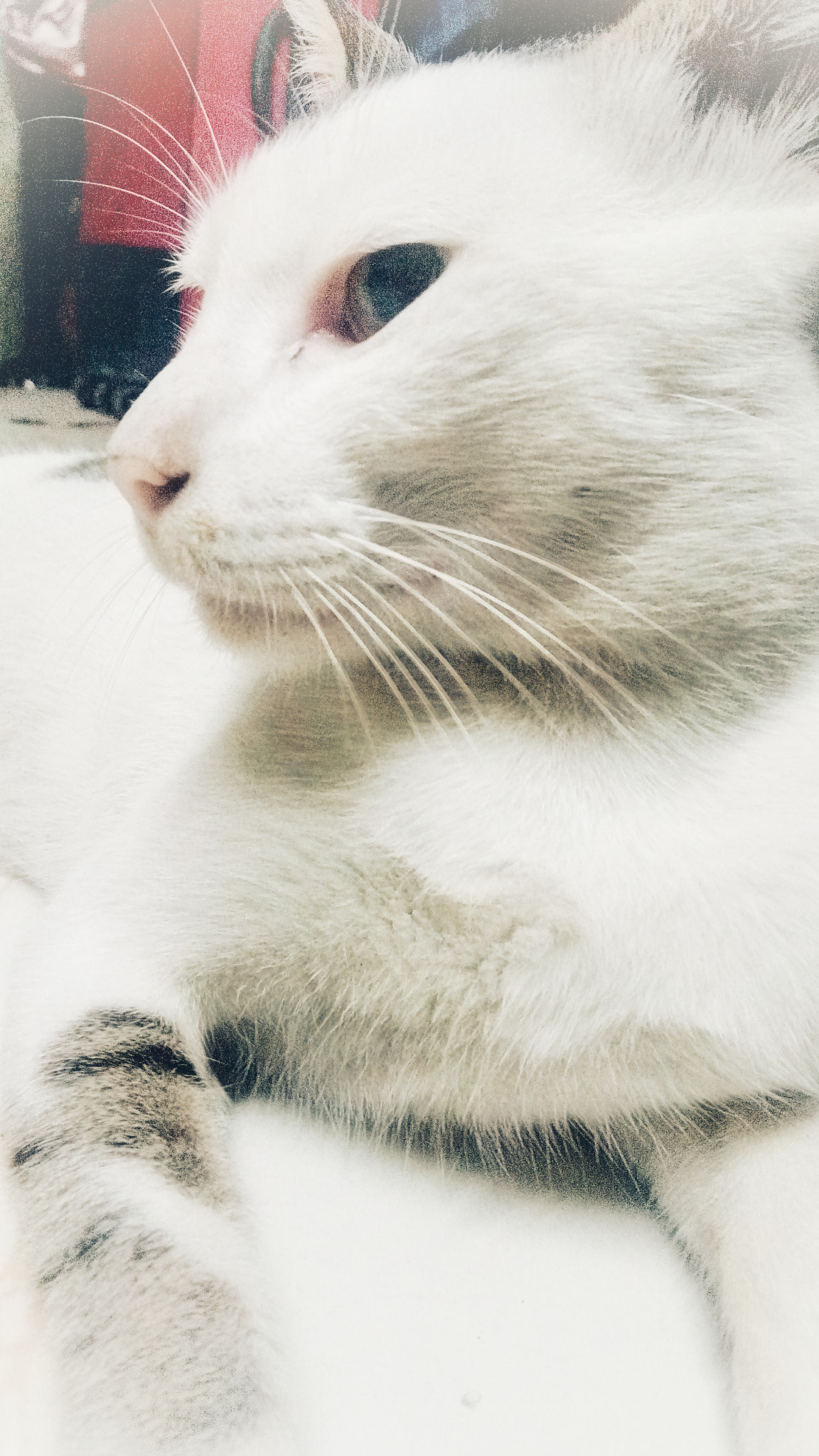 Lenovo VIBE X3 LITE sample photo