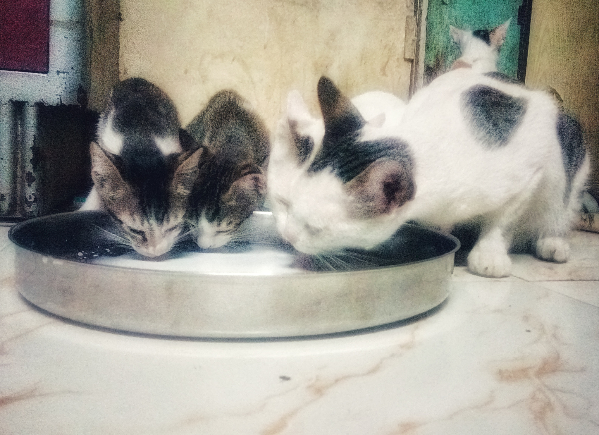 Lenovo VIBE X3 LITE sample photo