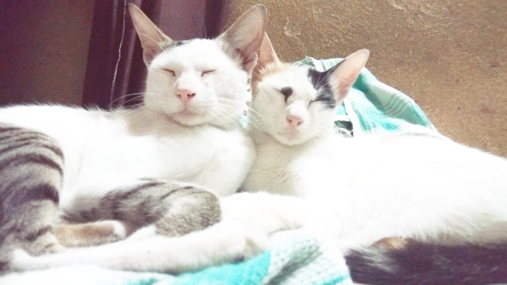 Lenovo VIBE X3 LITE sample photo
